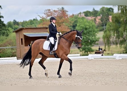 Oldenburg, Gelding, 13 years, 17,1 hh, Brown