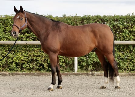 Oldenburg, Gelding, 14 years, 16,1 hh, Brown