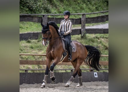 Oldenburger, Wallach, 14 Jahre, 16,3 hh, Brauner