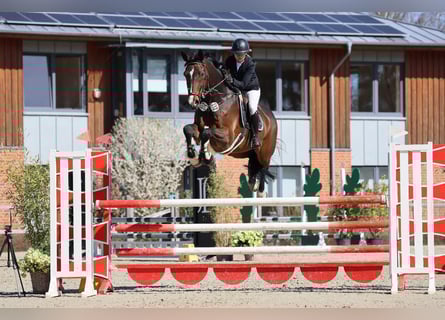 Oldenburg, Gelding, 15 years, 17 hh, Bay-Dark