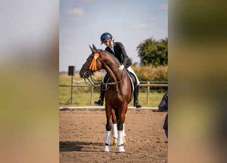 Oldenburg, Gelding, 15 years, 17 hh, Brown