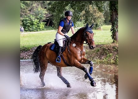 Oldenburg, Gelding, 16 years, 16.2 hh, Brown