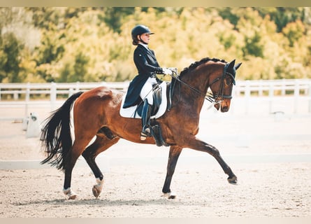 Oldenburg, Gelding, 16 years, 16,1 hh, Bay-Dark