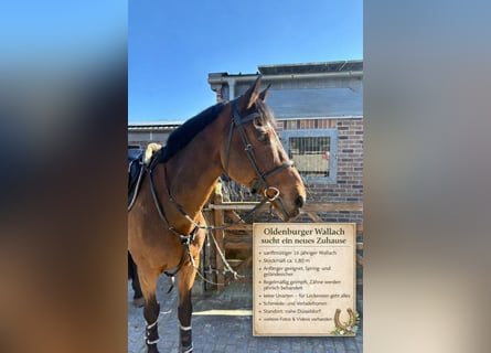 Oldenburg, Gelding, 16 years, 17,2 hh, Brown
