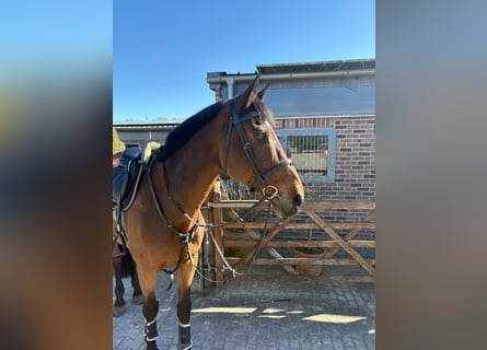 Oldenburg, Gelding, 16 years, 17,2 hh, Brown