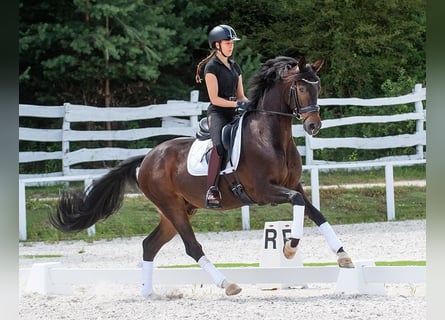 Oldenburg, Gelding, 17 years, 16,1 hh, Bay-Dark