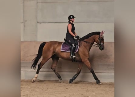 Oldenburg, Gelding, 17 years, 17,1 hh, Brown