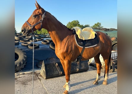 Oldenburg, Gelding, 18 years, 17 hh, Chestnut-Red