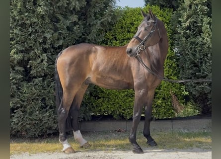 Oldenburg, Gelding, 18 years, 18 hh, Brown