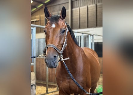 Oldenburg, Gelding, 19 years, 16,1 hh, Brown