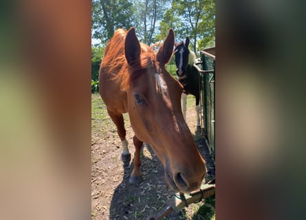 Oldenburg, Gelding, 19 years, 17 hh, Chestnut-Red