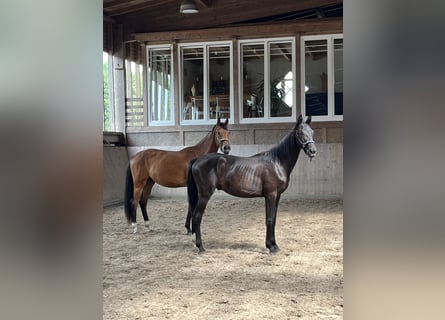 Oldenburg, Gelding, 2 years, 15,3 hh, Brown