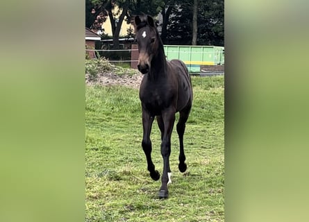 Oldenburg, Gelding, 2 years, 16.1 hh, Bay-Dark