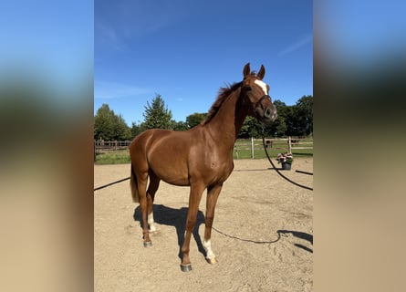 Oldenburg, Gelding, 2 years, 16.1 hh, Chestnut-Red