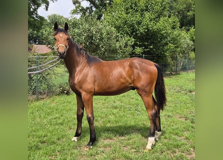 Oldenburg, Gelding, 2 years, 16.2 hh, Bay-Dark