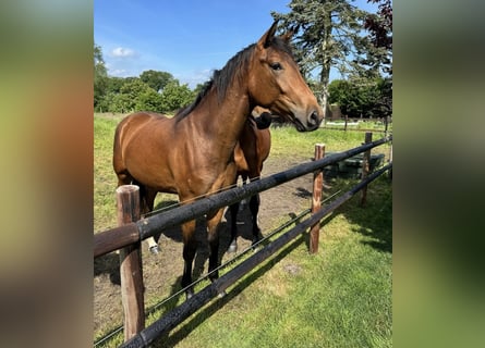 Oldenburg, Gelding, 2 years, 16.2 hh, Bay-Dark