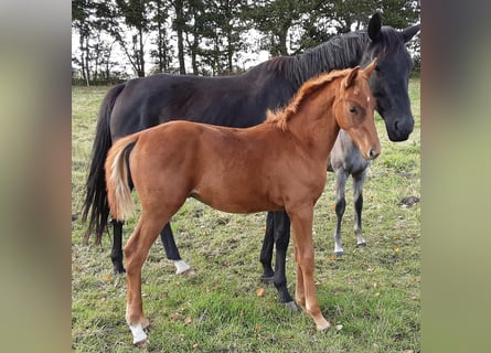 Oldenburg, Gelding, 2 years, 16,2 hh, Chestnut-Red