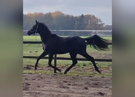 Oldenburg, Gelding, 2 years, 16.3 hh, Bay-Dark