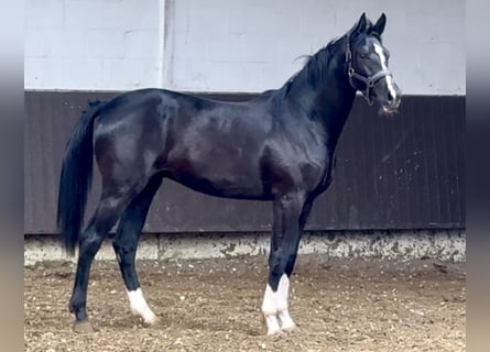 Oldenburg, Gelding, 2 years, 16 hh, Black