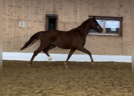 Oldenburg, Gelding, 2 years, 16 hh, Chestnut-Red