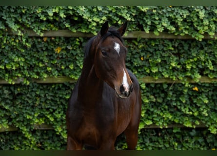 Oldenburg, Gelding, 2 years, 16,1 hh, Brown Oldenburg, Gelding, 2 years, 16,1 hh, Brown