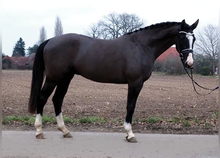 Oldenburg, Gelding, 2 years, 16,1 hh, Smoky-Black