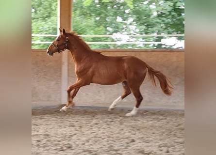 Oldenburg, Gelding, 2 years, 16,2 hh, Chestnut-Red