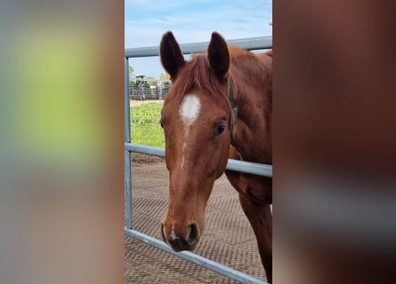 Oldenburg, Gelding, 2 years, 16,2 hh, Chestnut-Red