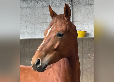 Oldenburg, Gelding, 2 years, Chestnut-Red