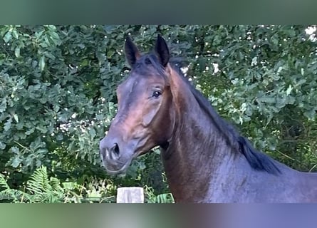 Oldenburg, Gelding, 3 years, 15,3 hh, Bay-Dark