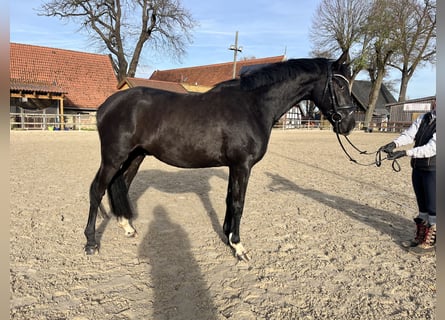 Oldenburg, Gelding, 3 years, 15,3 hh, Black