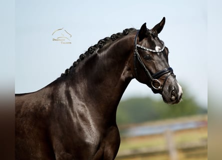 Oldenburg, Gelding, 3 years, 16.1 hh, Black