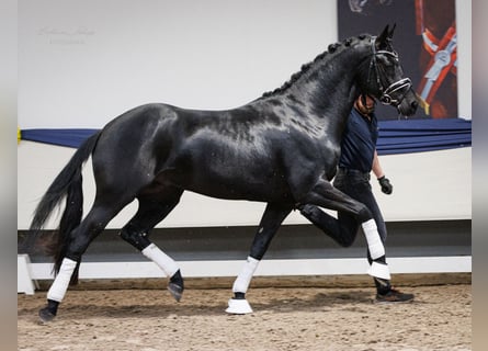 Oldenburg, Gelding, 3 years, 16,1 hh, Black