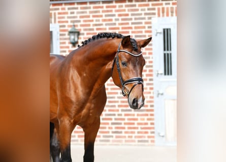 Oldenburg, Gelding, 3 years, 16.1 hh, Brown