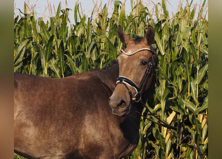 Oldenburg, Gelding, 3 years, 16,1 hh, Brown Falb mold