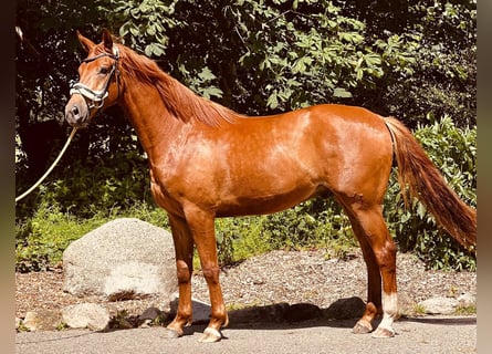 Oldenburg, Gelding, 3 years, 16,1 hh, Chestnut-Red