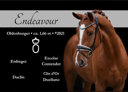 Oldenburger, Wallach, 3 Jahre, 16,1 hh, Fuchs