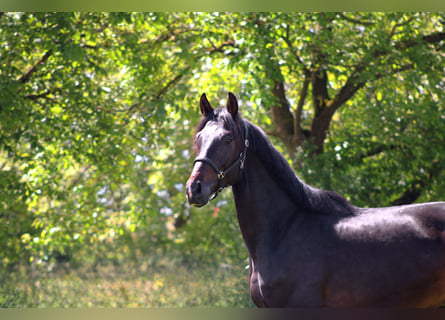 Oldenburg, Gelding, 3 years, 16.2 hh, Bay-Dark