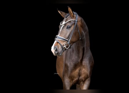 Oldenburg, Gelding, 3 years, 16.2 hh, Bay-Dark
