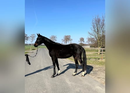 Oldenburg, Gelding, 3 years, 16.2 hh, Bay-Dark