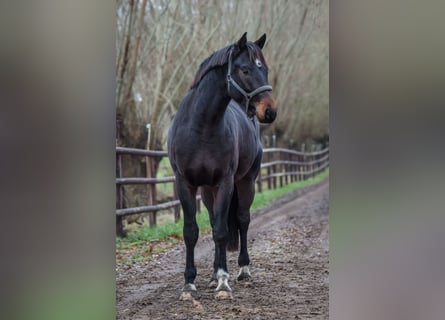 Oldenburg, Gelding, 3 years, 16.2 hh, Bay-Dark