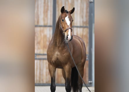 Oldenburg, Gelding, 3 years, 16.2 hh, Brown