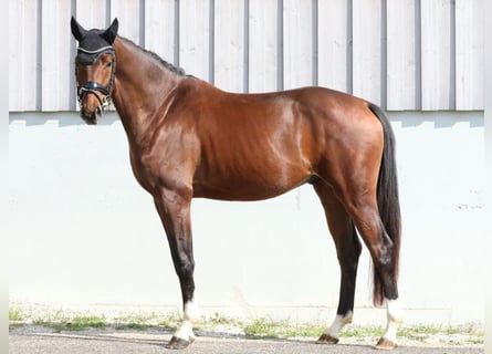 Oldenburg, Gelding, 3 years, 16.2 hh, Brown