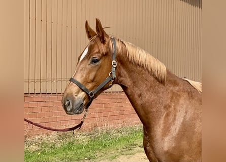 Oldenburg, Gelding, 3 years, 16.2 hh, Chestnut-Red