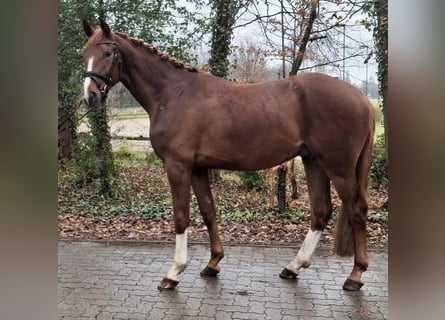 Oldenburg, Gelding, 3 years, 16.2 hh, Chestnut-Red