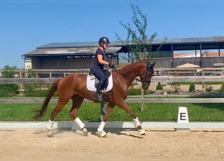 Oldenburg, Gelding, 3 years, 16,2 hh, Chestnut-Red