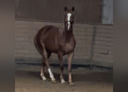 Oldenburg, Gelding, 3 years, 16,2 hh, Chestnut-Red