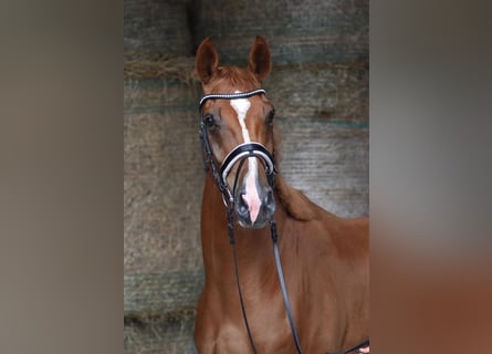 Oldenburg, Gelding, 3 years, 16,2 hh, Chestnut-Red