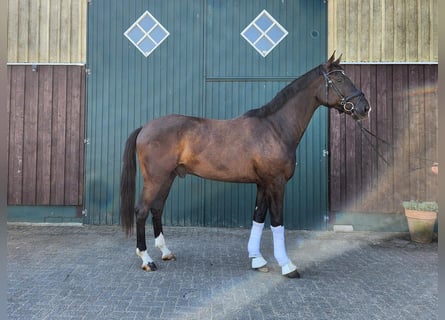 Oldenburg, Gelding, 3 years, 16,2 hh, Smoky-Black