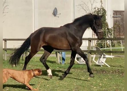 Oldenburg, Gelding, 3 years, 16,2 hh, Smoky-Black